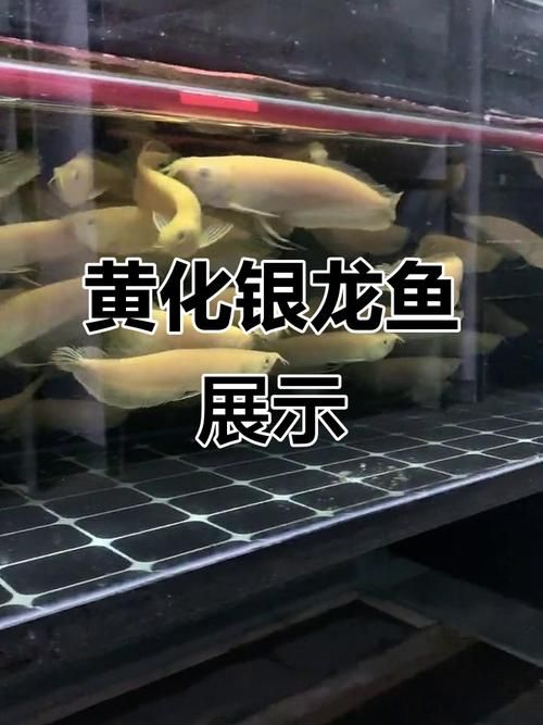 黃化銀龍魚的價格是多少？，黃化銀龍魚的價格是多少黃化銀龍魚的價格是多少