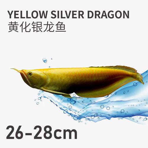 黃化銀龍魚的價格是多少？，黃化銀龍魚的價格是多少黃化銀龍魚的價格是多少