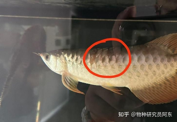 如何判断龙鱼是否继发感染？，——权威诊断指南（1000字+权威诊断指南）