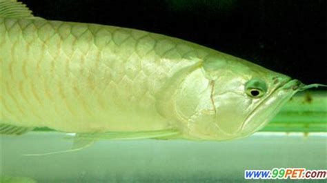 龍魚眼球白點會傳染給其他魚嗎？，龍魚眼球出現白點會傳染給其他魚嗎？