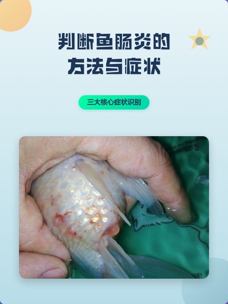如何判斷龍魚是否得了細(xì)菌性腸炎？，如何判斷龍魚是否得了細(xì)菌性腸炎,細(xì)菌性腸炎如何治療