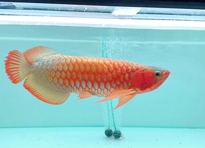 叶集龙鱼有哪些独特的品种？，叶集龙种金鱼的独特品种（叶集龙鱼、叶集蓝龙、叶集龙鱼）