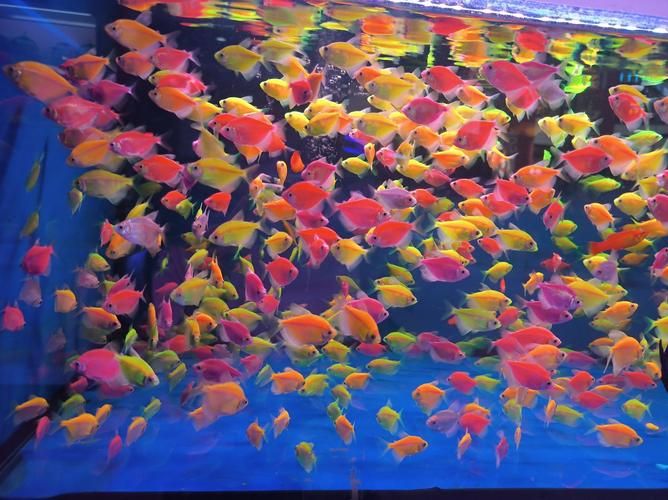 請提供更多關于觀賞魚色彩形成的圖片，關于觀賞魚色彩形成的奧秘