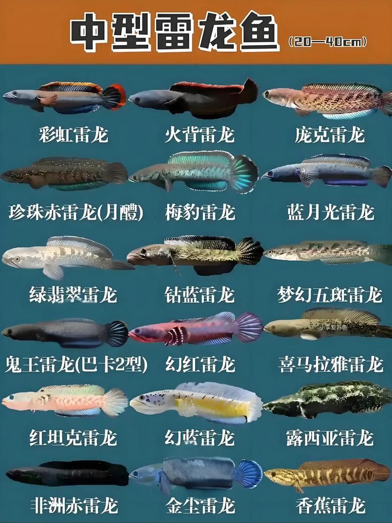 给我一些区分雷龙鱼的图片，如何区分雷龙鱼的品种
