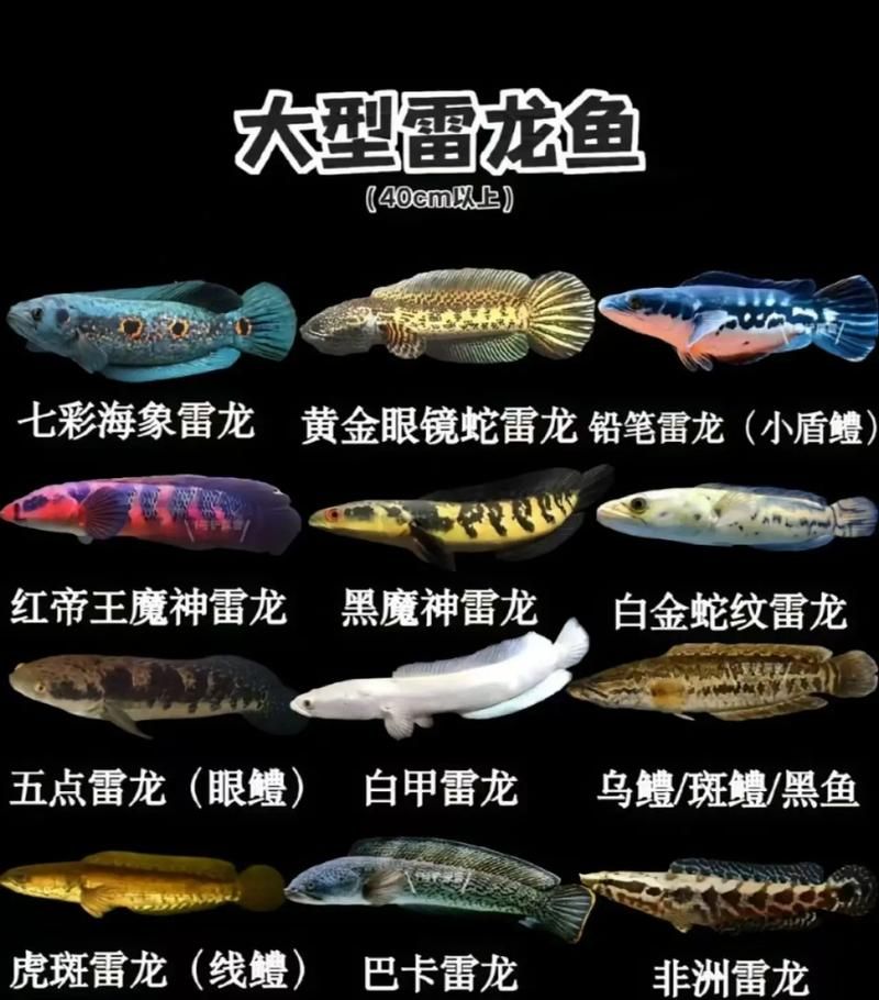 给我一些区分雷龙鱼的图片，如何区分雷龙鱼的品种