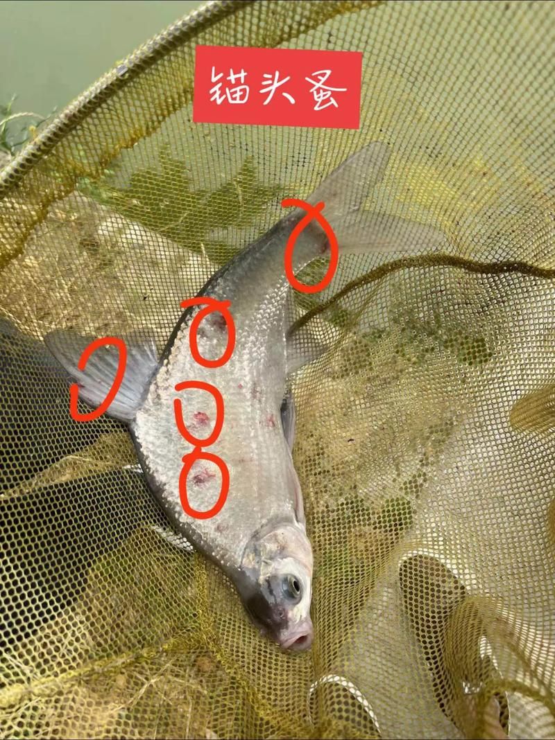 如何判斷魚是否感染了寄生蟲