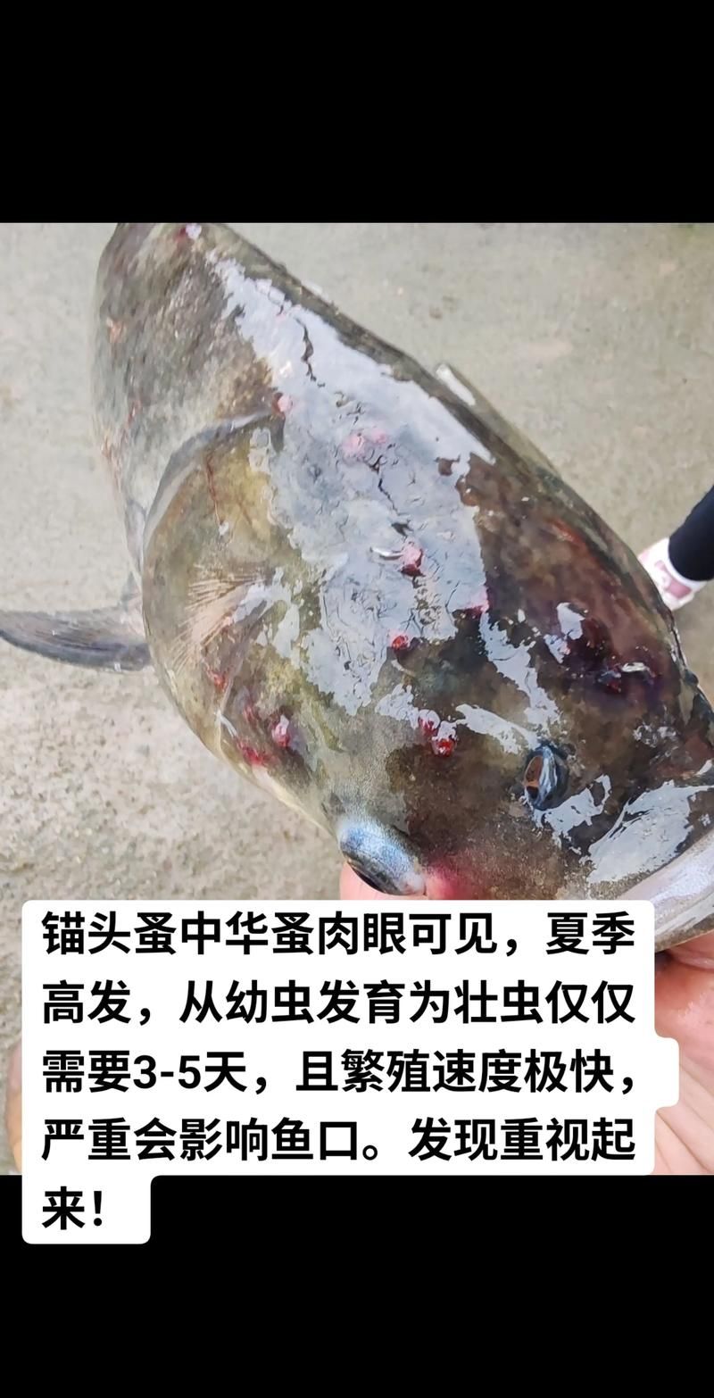 如何判斷魚是否感染了寄生蟲