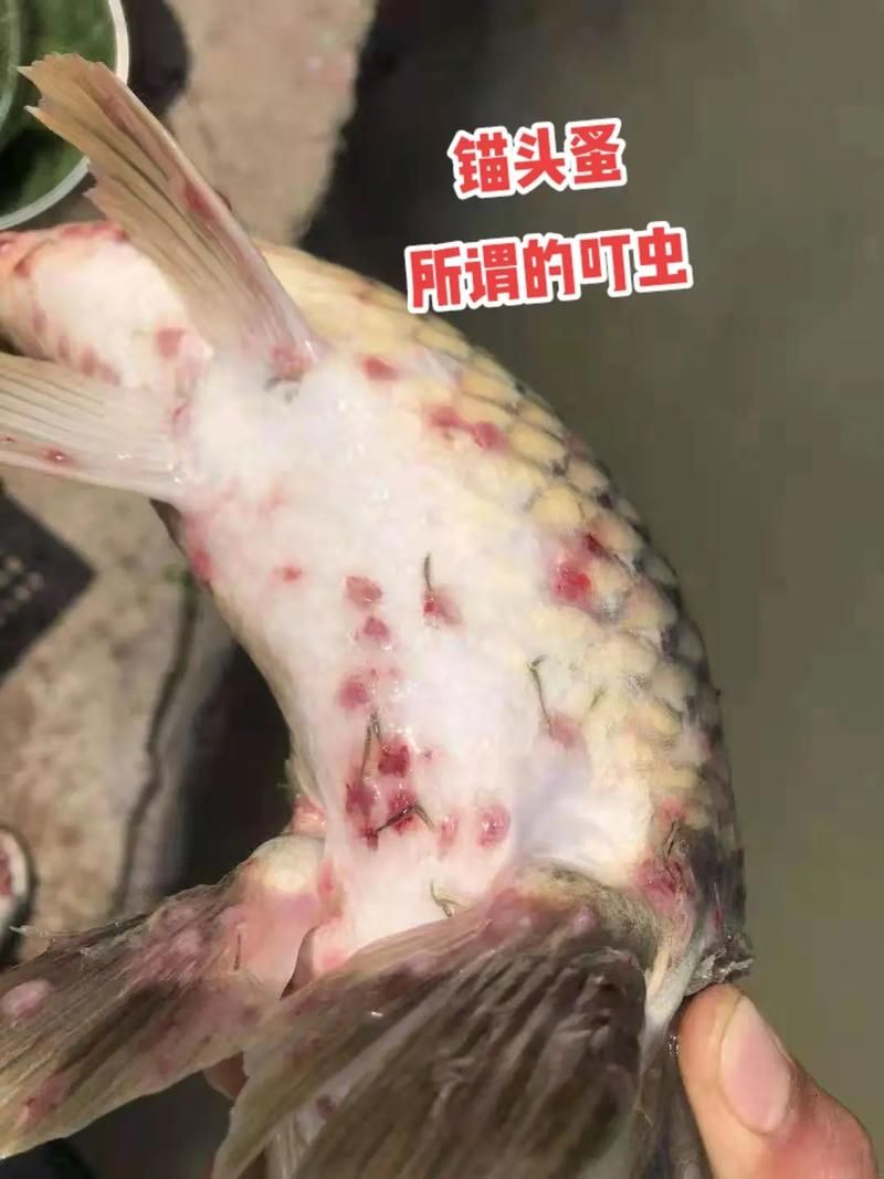 如何判斷魚是否感染了寄生蟲