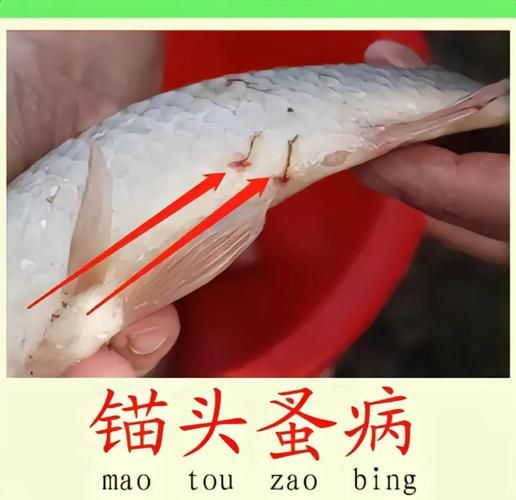 如何判斷魚是否感染了寄生蟲