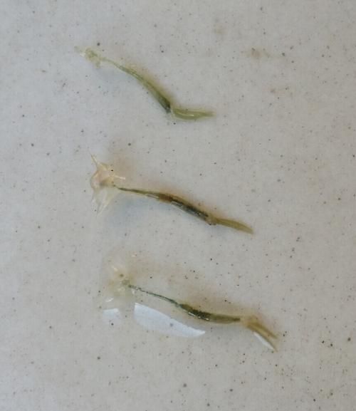 如何判斷魚是否感染了寄生蟲