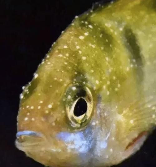 如何判斷魚是否感染了寄生蟲