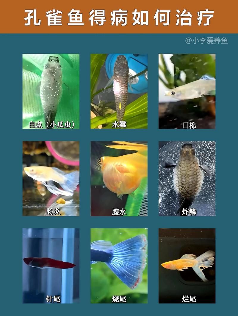 如何判斷魚是否感染了寄生蟲