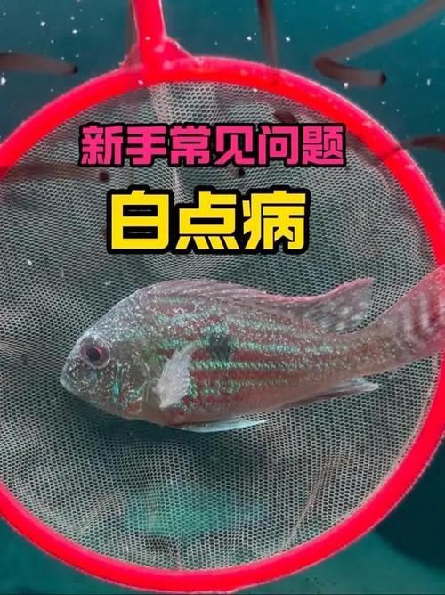 如何判斷魚是否感染了寄生蟲