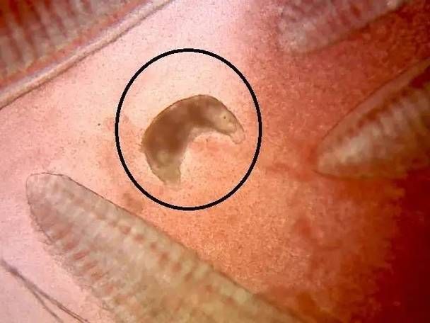 如何判斷魚是否感染了寄生蟲