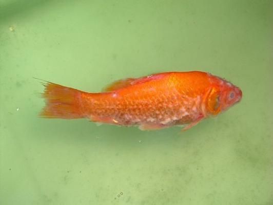 如何判斷魚是否感染了寄生蟲