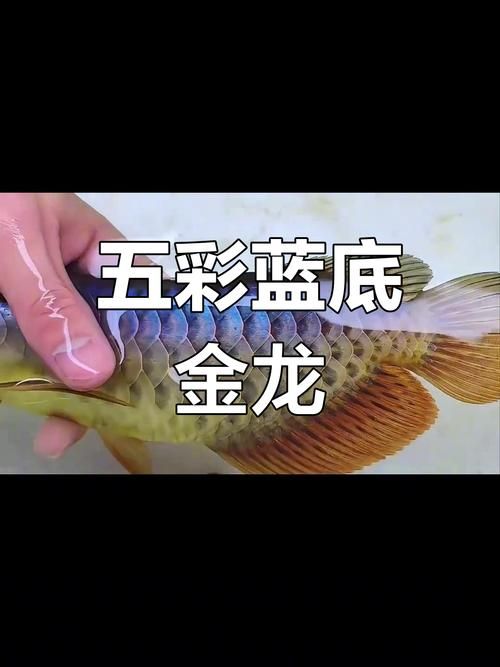 给我一些挑选过背蓝底金龙鱼的图片示例