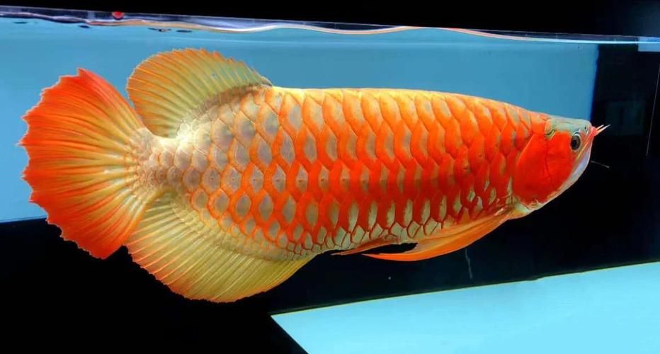 紅龍魚的品牌有哪些，性價比高的紅龍魚品牌有哪些性價比高的紅龍魚品牌