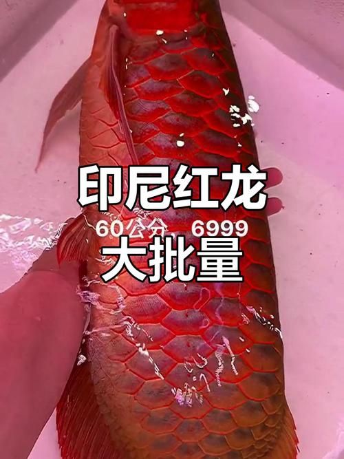 紅龍魚的品牌有哪些，性價比高的紅龍魚品牌有哪些性價比高的紅龍魚品牌