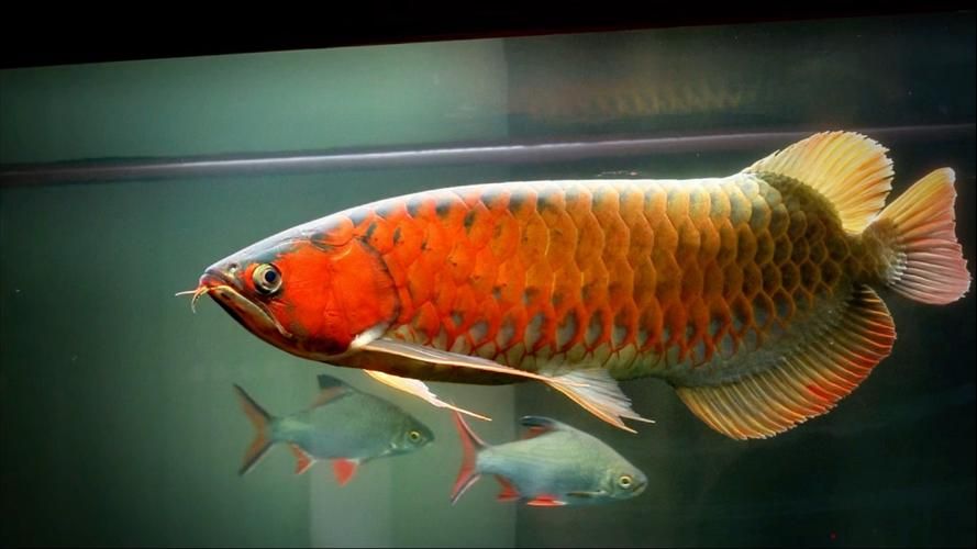 紅龍魚的品牌有哪些，性價比高的紅龍魚品牌有哪些性價比高的紅龍魚品牌