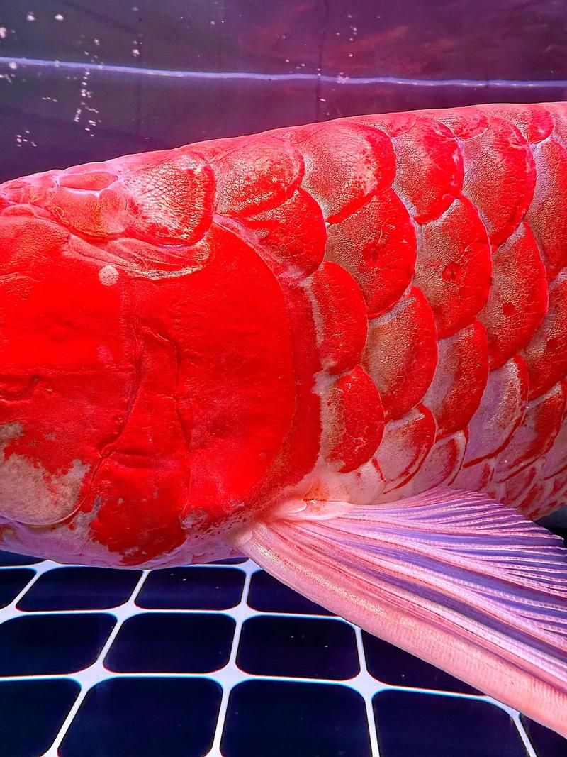 紅龍魚的品牌有哪些，性價比高的紅龍魚品牌有哪些性價比高的紅龍魚品牌