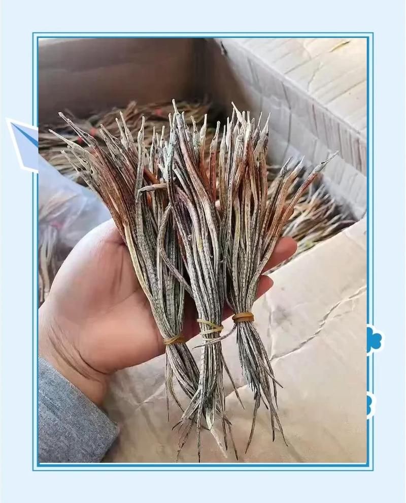 海龍的藥用成分有哪些，海龍的功效與科學解析