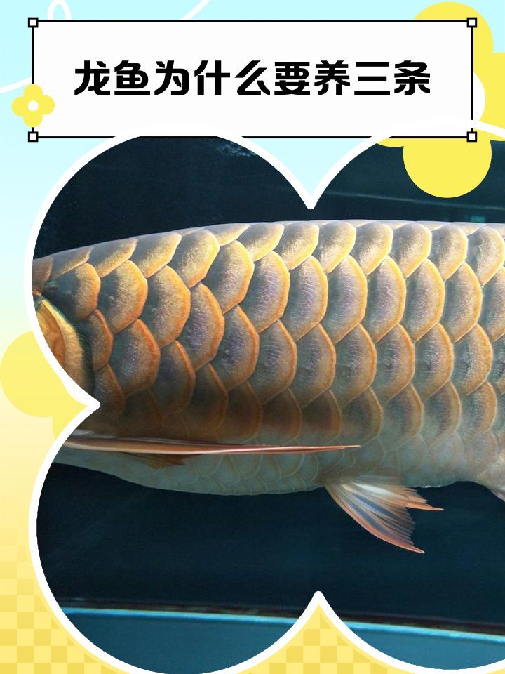 龍魚的數量如何選擇，如何正確的選擇龍魚