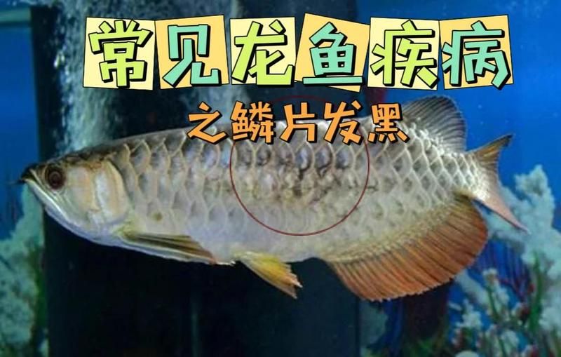 龙鱼鳞黑了还能活多久，龙鱼鳞片发黑并非绝症，龙鱼鳞片发黑的原因是什么