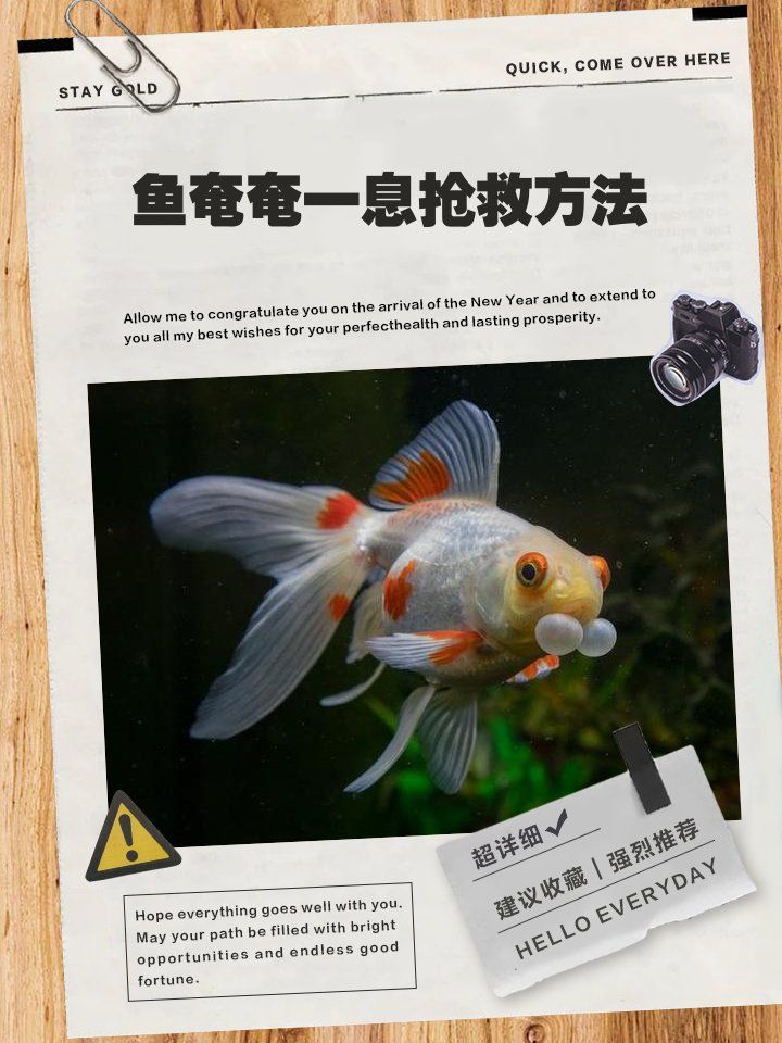 龙鱼呼吸急促如何急救