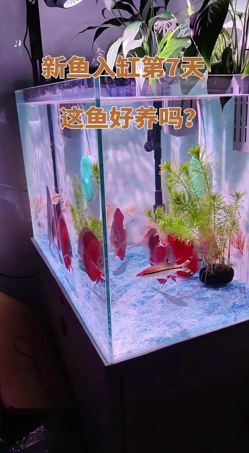 如何判斷七彩神仙魚是否適應新環(huán)境，七彩神仙魚是否適應新環(huán)境，