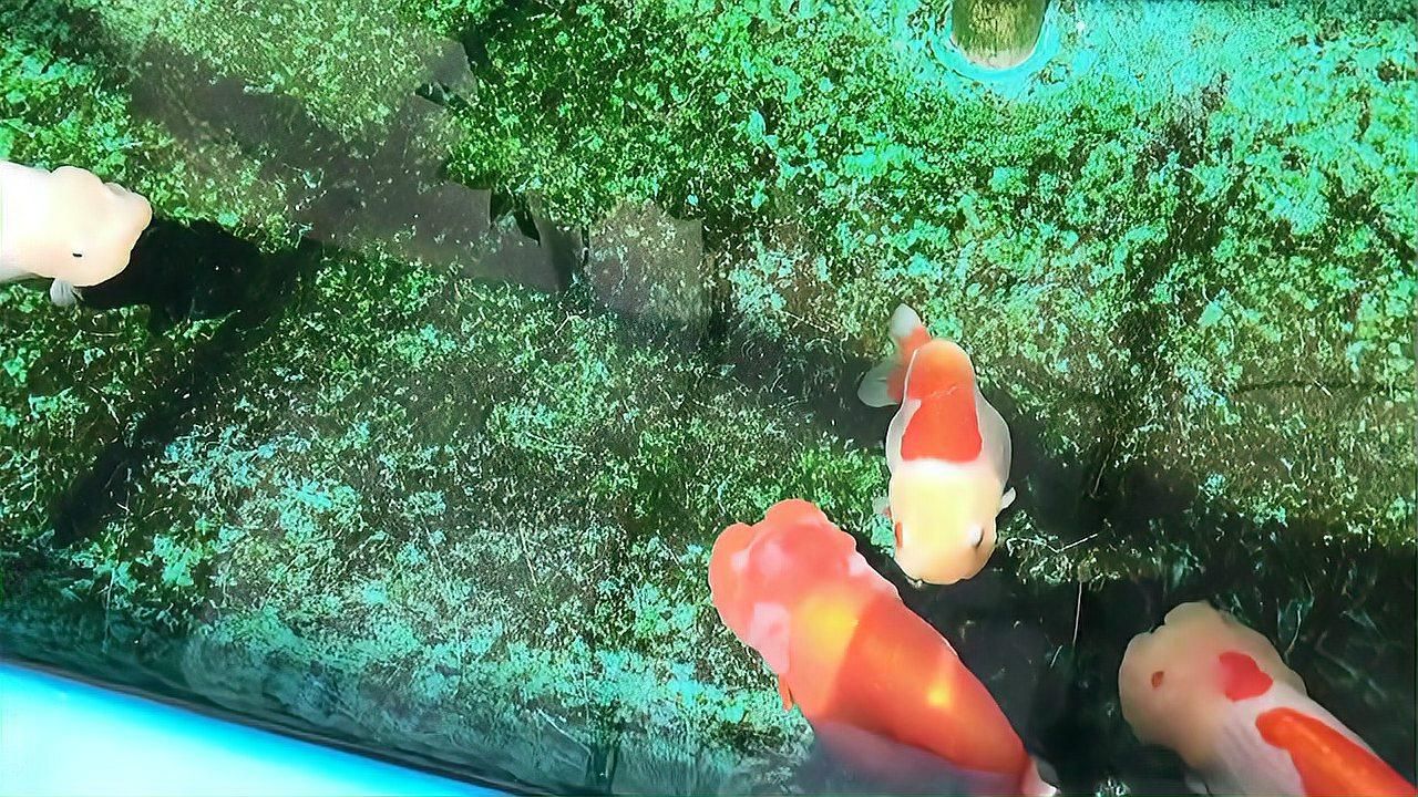 金魚受傷破皮會自愈嗎，如何判斷金魚受傷破皮后多久會恢復