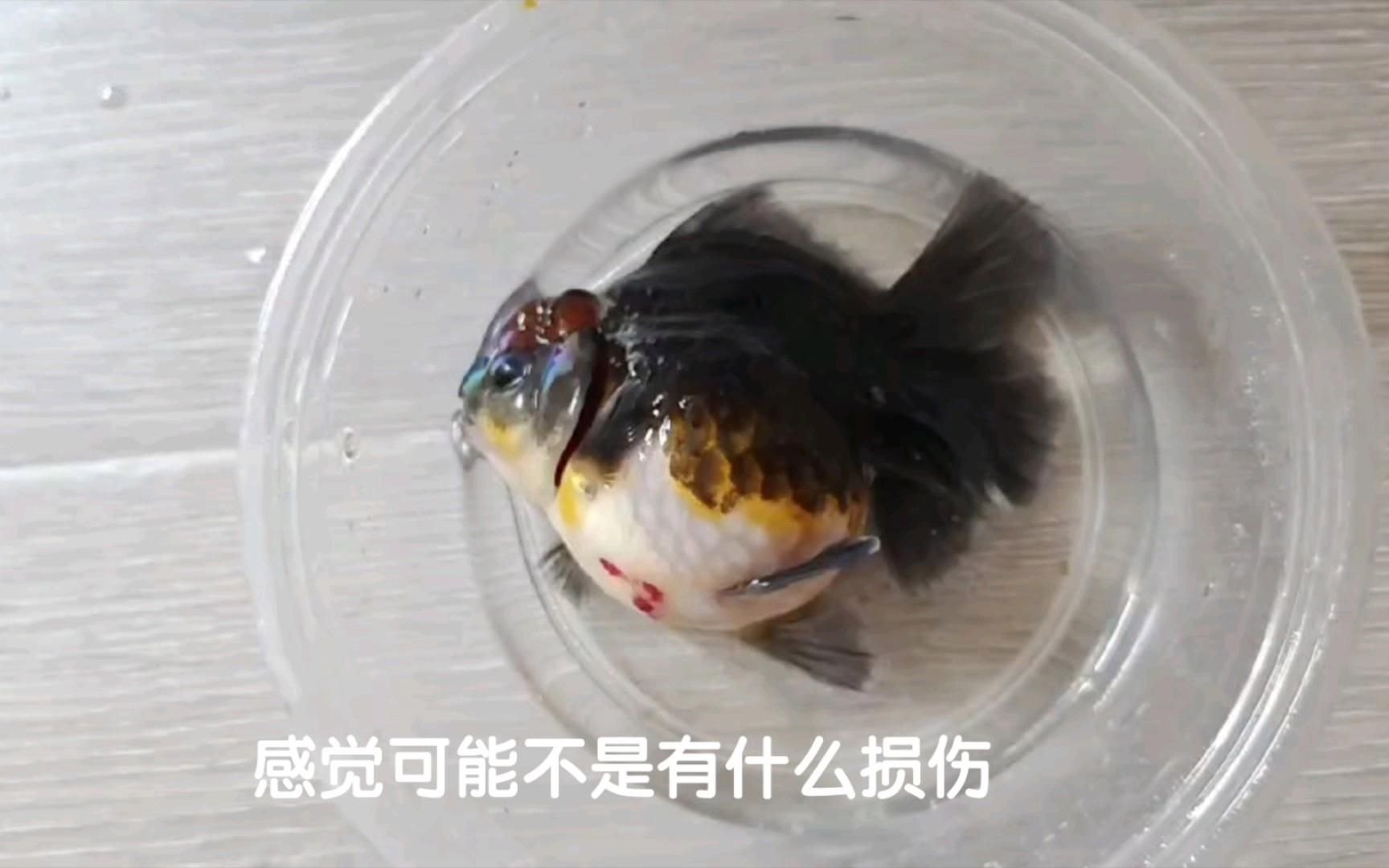 金魚受傷破皮會自愈嗎，如何判斷金魚受傷破皮后多久會恢復(fù)