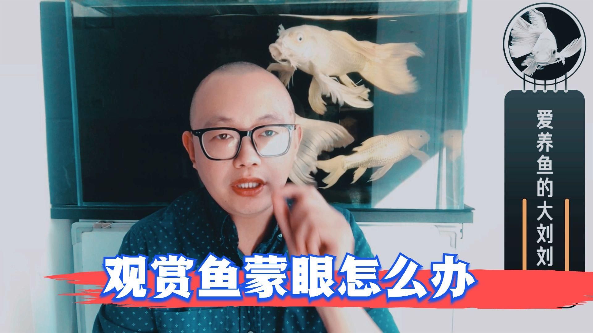 魚蒙眼可以用亞甲基藍嗎，魚蒙眼可以用亞甲基藍嗎,