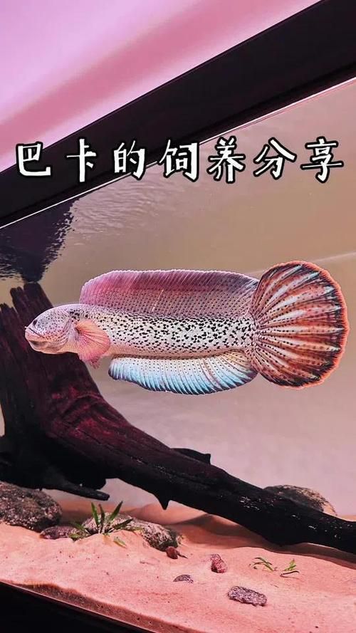 雷龍魚哪個品種最貴