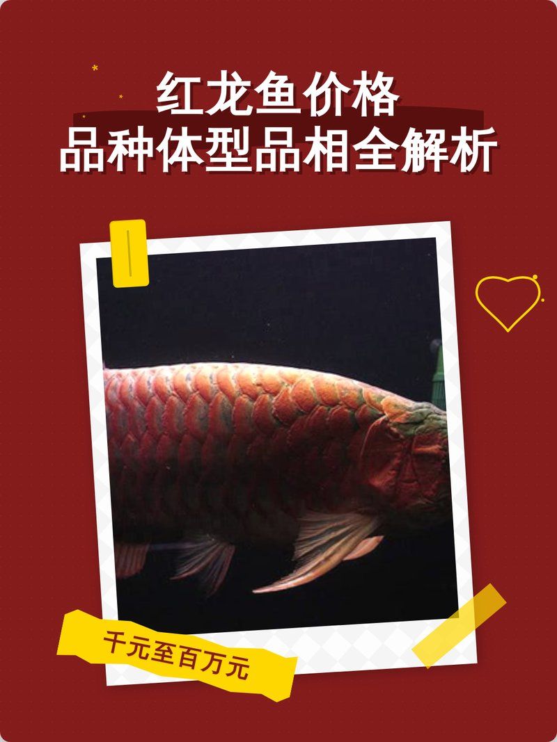 紅龍魚適合哪些品種