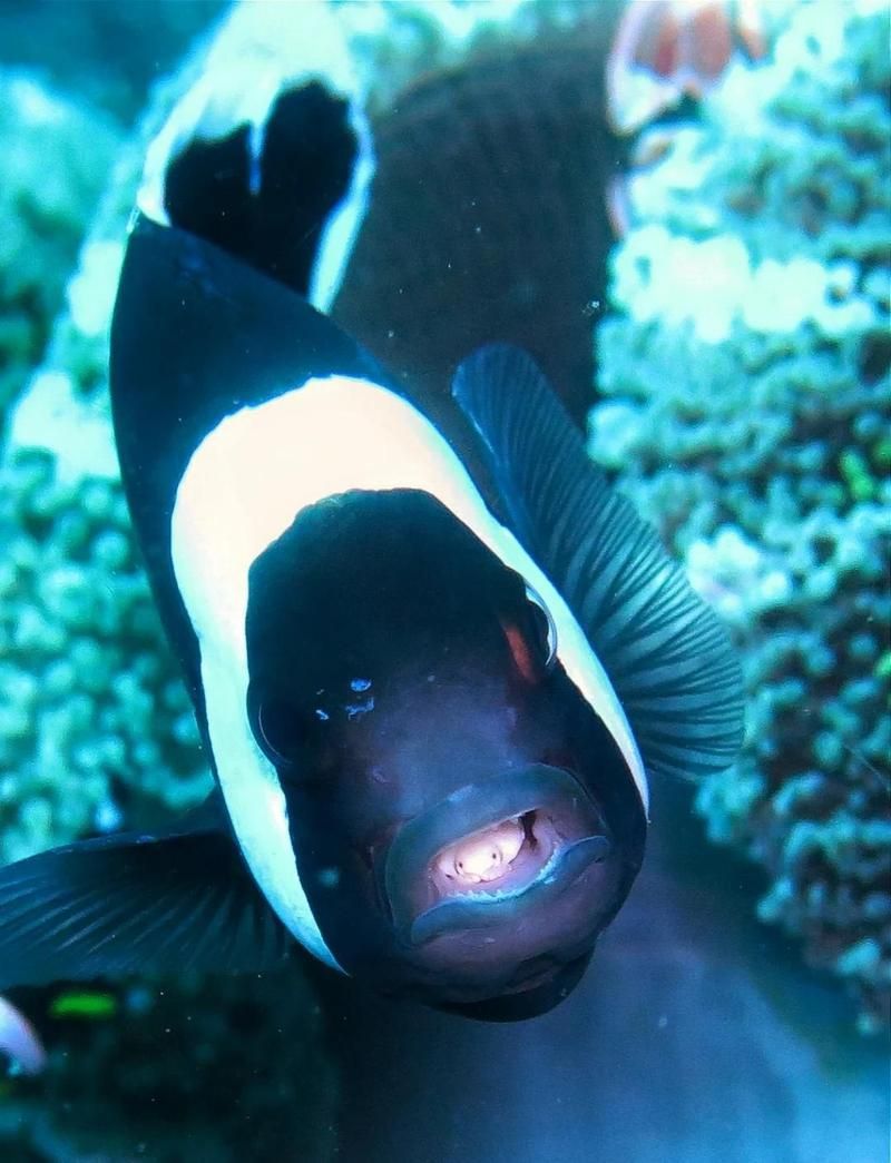 魚虱的寄生行為是怎樣的，縮頭魚虱的寄生過程是怎樣的魚虱的寄生過程是怎樣的