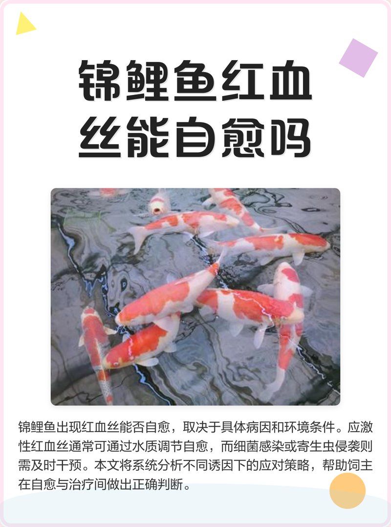 鲤鱼尾鳍有血丝会自愈吗，鲤鱼尾鳍出现红血丝怎么办？
