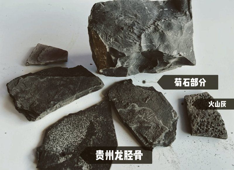 鱼龙的栖息地是哪里，探秘贵州鱼龙化石宝藏墨痕漫绘