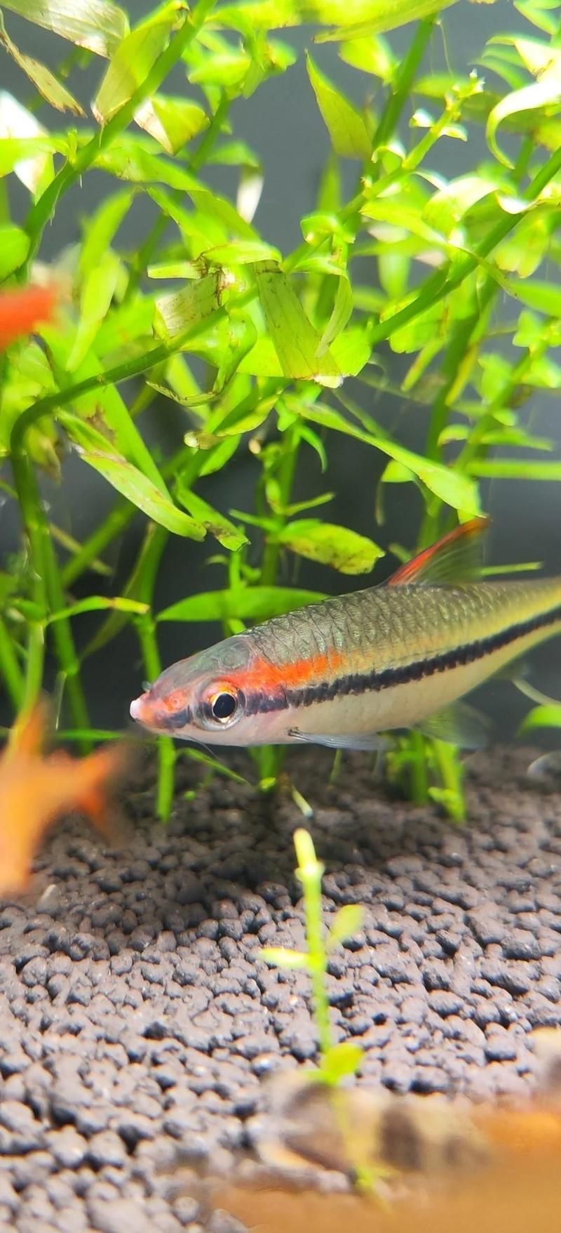 有哪些觀賞魚疾病及其治療方法