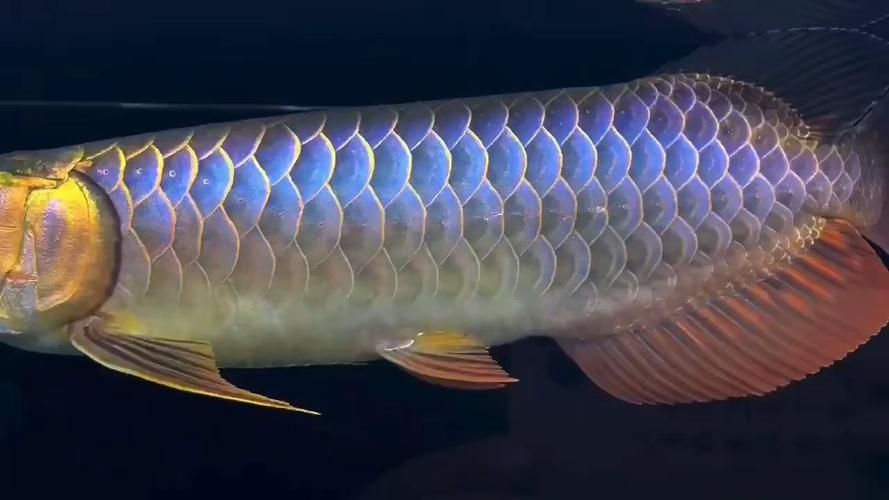 古典藍底金龍魚最貴的三個品種，古典藍底金龍魚