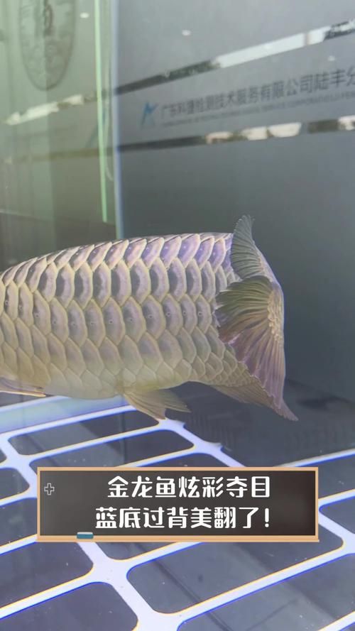 古典藍底金龍魚最貴的三個品種，古典藍底金龍魚