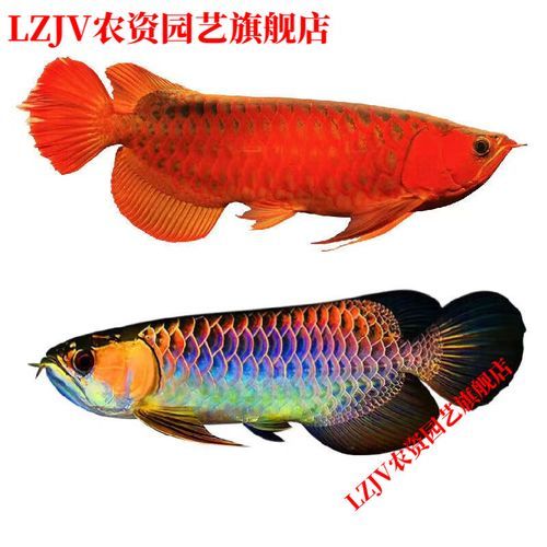 古典藍底金龍魚最貴的三個品種，古典藍底金龍魚