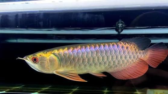 古典藍底金龍魚最貴的三個品種，古典藍底金龍魚