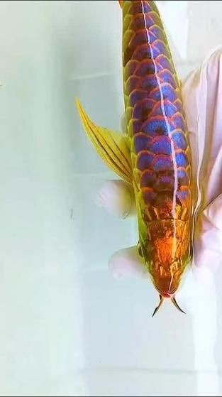 古典藍底金龍魚最貴的三個品種，古典藍底金龍魚