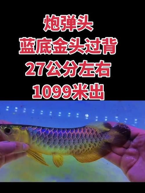 古典藍底金龍魚最貴的三個品種，古典藍底金龍魚
