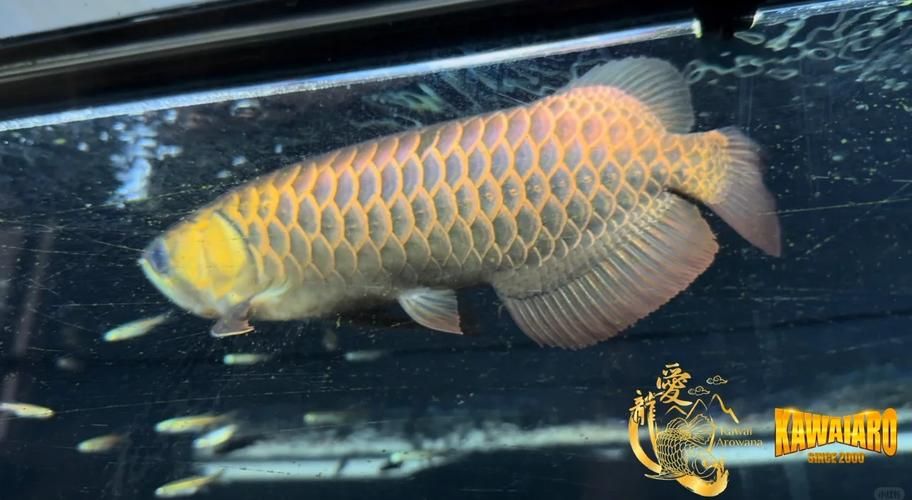 古典藍底金龍魚最貴的三個品種，古典藍底金龍魚