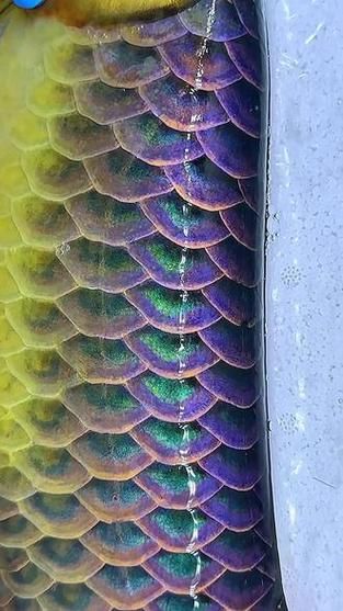 古典藍底金龍魚最貴的三個品種，古典藍底金龍魚