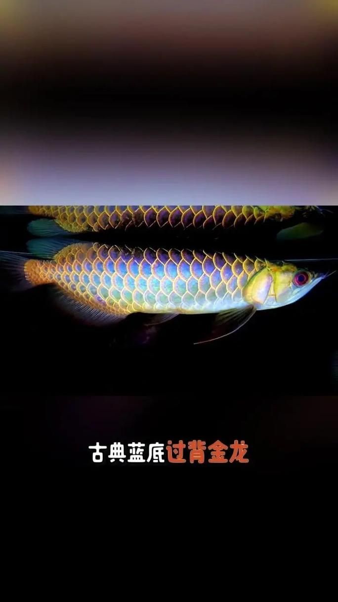 古典藍底金龍魚最貴的三個品種，古典藍底金龍魚