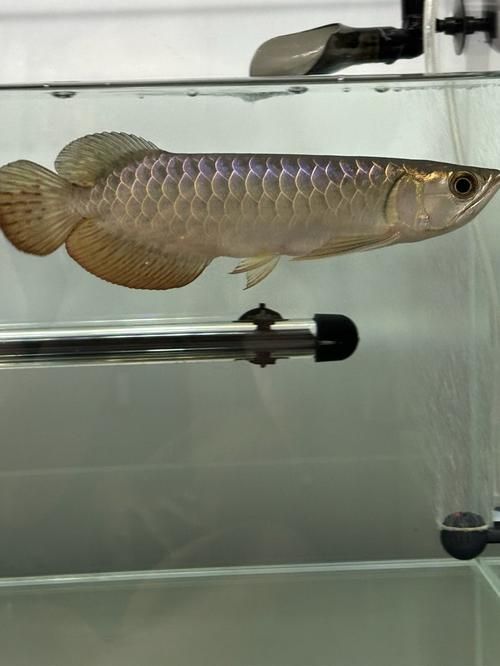 古典藍底金龍魚最貴的三個品種，古典藍底金龍魚