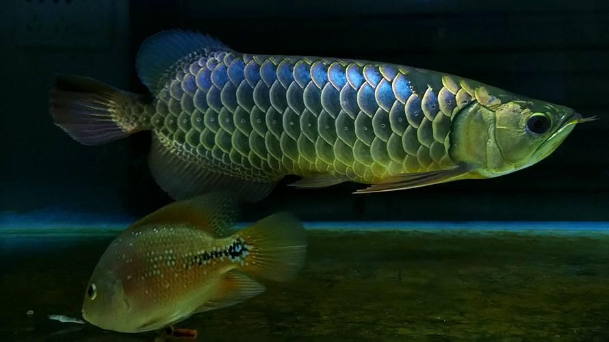 古典藍底金龍魚最貴的三個品種，古典藍底金龍魚