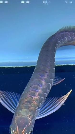 古典藍底金龍魚最貴的三個品種，古典藍底金龍魚